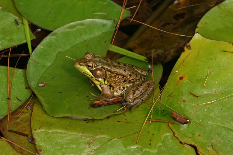 Green frogs depend on shoreline plants